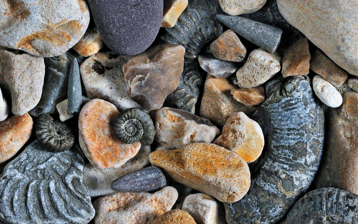 Leitfaden zu den Alten Artefakten und Fossilien in Pokopia: Standorte und Details